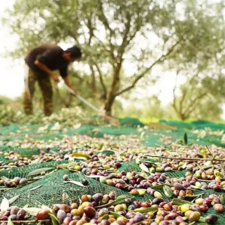 Xbieki tal-plastik UV Maturi trattati Ħsad taż-Żebbuġ Qoxra Net